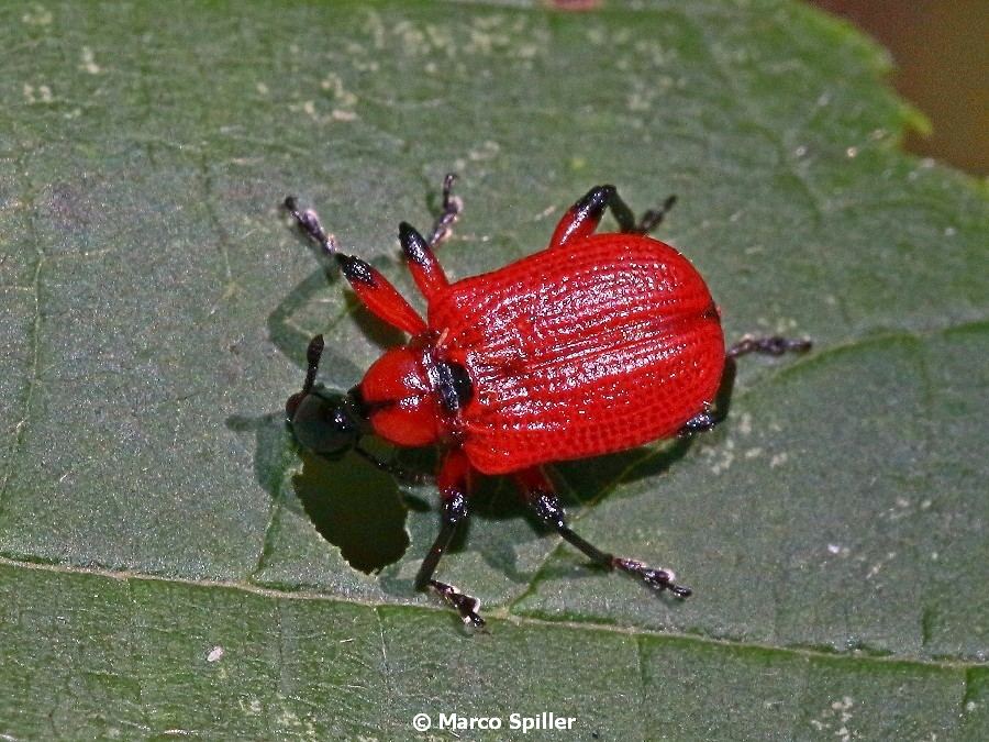 Apoderus coryli a pranzo (Attelabidae)